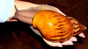 Топ 5 самых красивых улиток которых содержат дома
