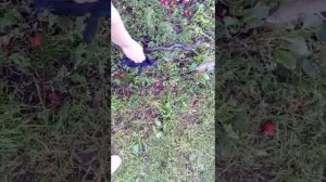 Гадюка(Вологодский район)