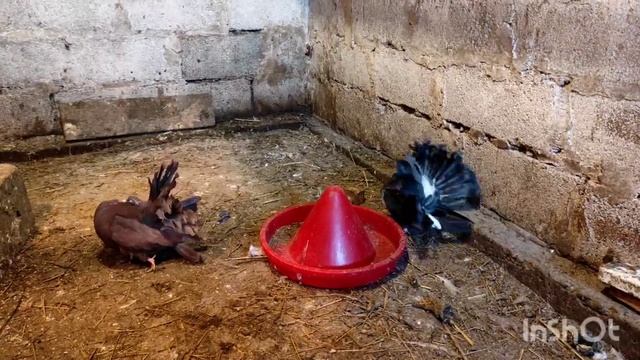 ВСЕ ПТИЦЫ НАШЕГО ПОДВОРЬЯ! ТАКОГО ВЫ ТОЧНО НЕ ОЖИДАЛИ! ПТИЦА С КОРОБКИ, КТО ОНА? САМЫЕ ОГРОМНЫЕ ГУС смотреть онлайн