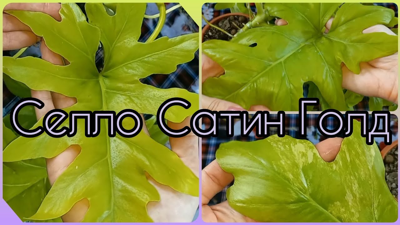 ФИЛОДЕНДРОН Селло Сатин ГОЛД?При размножении потерял почти все листья, но какие корни.Вариегатность