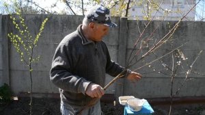 АБРИКОС: посадка и выбор сортов