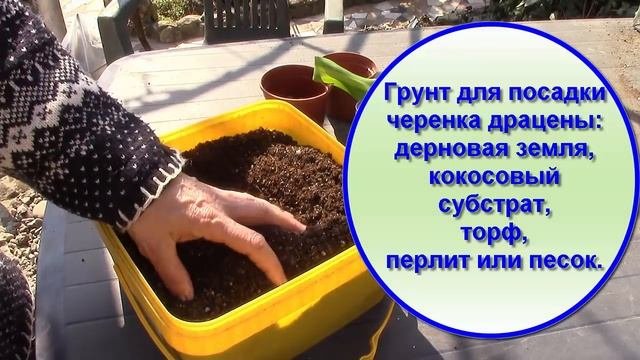 Драцена.  Как размножить драцену черенком!?