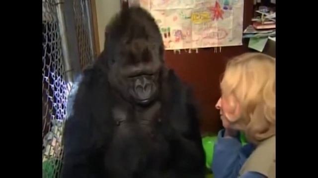 ЭТО САМАЯ УМНАЯ ГОРИЛЛА на ПЛАНЕТЕ с ЧЕЛОВЕЧЕСКИМ IQ