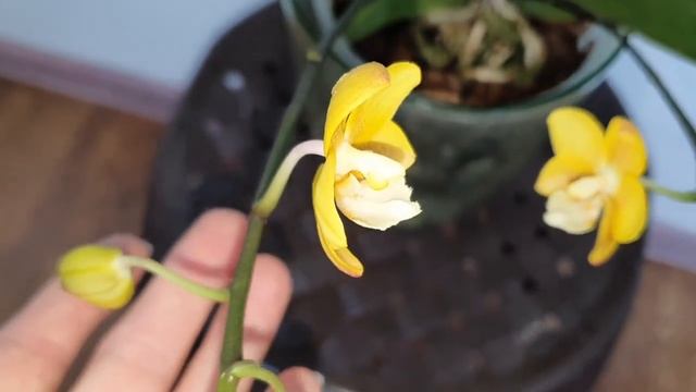 ОРХИДЕЯ "ЖЁЛТЫЙ ШОКОЛАД" УДИВЛЯЮСЬ РАЗМЕРУ И АРОМАТУ ? смотреть онлайн