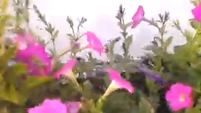 Петуния многоцветковая, 15 июля.