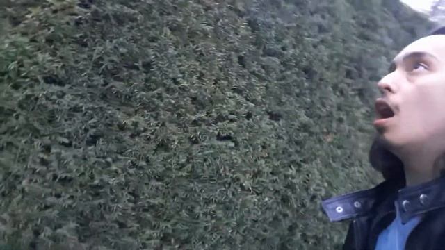 An Introduction to the Yew (Taxus × media) смотреть онлайн