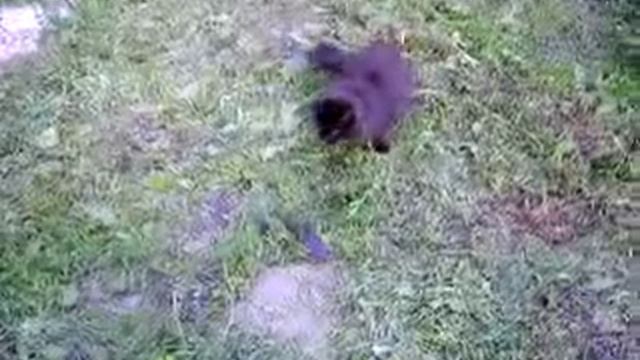 Кот и летучая мышь смотреть онлайн