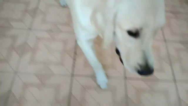 Пищалка пищит