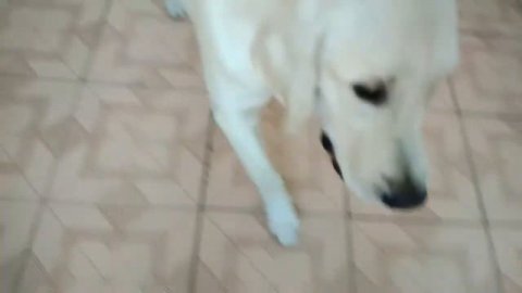 Пищалка пищит