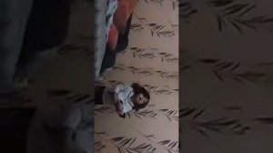 Как дети мучают котят.