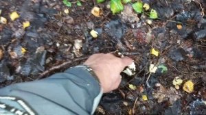 Сбор грибов груздей