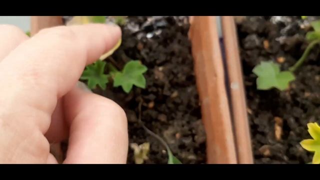 Прямо не сидится дома\Тыквы для декора \ семья Сиротенко смотреть онлайн