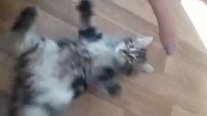 Сибирские котята. 3 месяца.