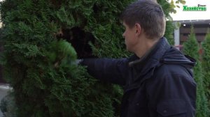 Уход за туей осенью.