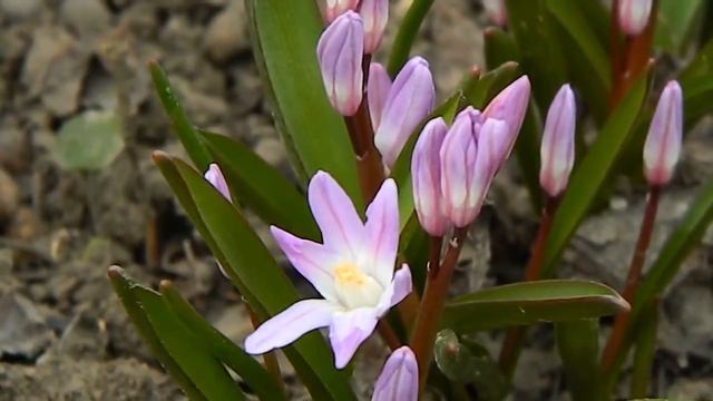 Первоцветы часть2_Пролеска розовая смотреть онлайн