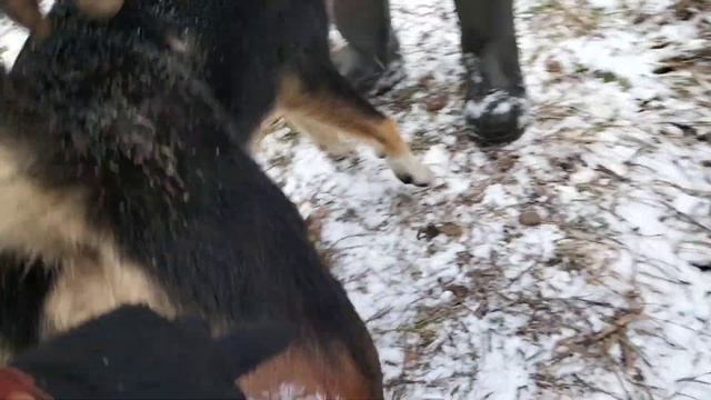 Охота,загон на лося,опять не фартануло,собаку порвали кабаны,с трусами решили проблему. смотреть онлайн