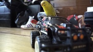 Волнистый попугай -Рита