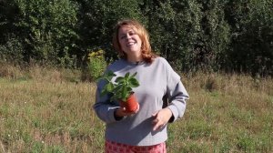 Гортензия Сбежавшая невеста. Ампельная гортензия!