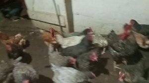 курачки завтракают