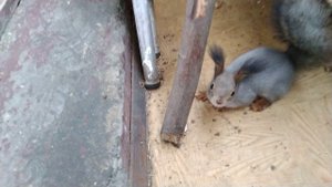 12 февраля, почти конец зимы. До воли всего 37 дней. И в лес.