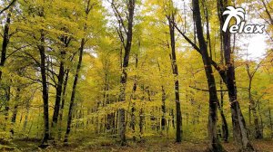 Autumn Forest, leaf fall and sounds of Autumn Nature