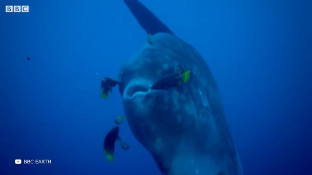Посмотрите, на что Способна Самая Большая Рыба в Мире смотреть онлайн
