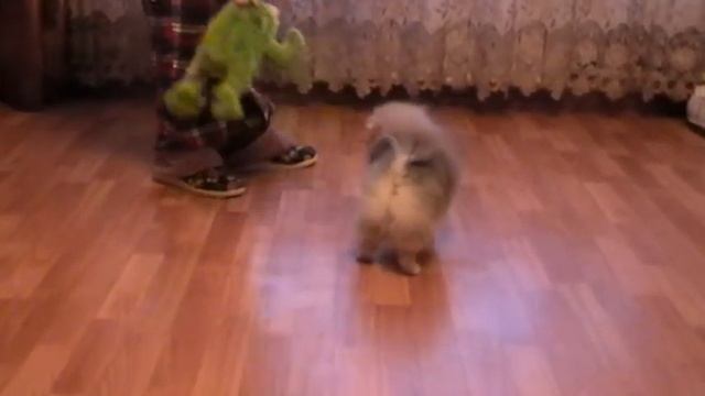 Pomstyle Elixir Of Love (3,5 months) 1 смотреть онлайн