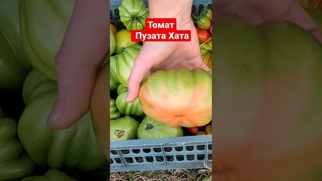 томат сорт Пузата Хата не созрел совсем:-( #Shorts