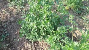 Петрушка листовая карнавал 2019