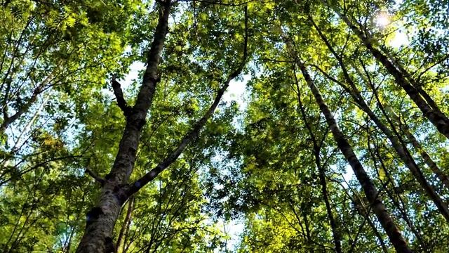 3 часа! Завораживающее пение соловья в зеленом лесу 4К видео Живая природа Звуки природы для души