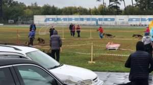 Монопородная выставка немецких овчарок. Иркутск. 12.09.2020. Класс подростки суки