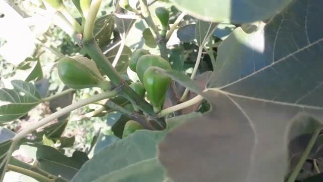 Лучший сорт инжира! самый урожайный сорт - вампирический, сумасшедший, пофигистический. Крыши.net смотреть онлайн