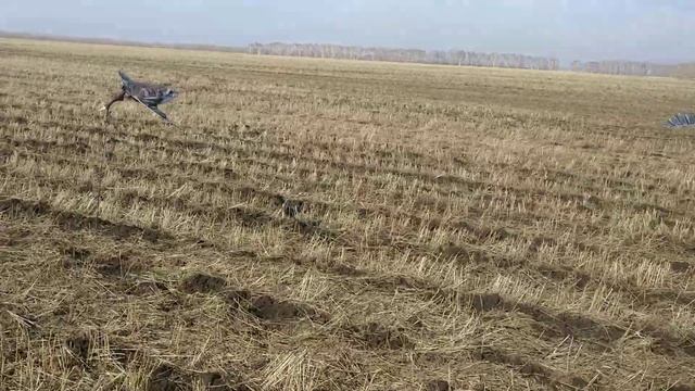 Чучела гуся - гусь махокрыл смотреть онлайн