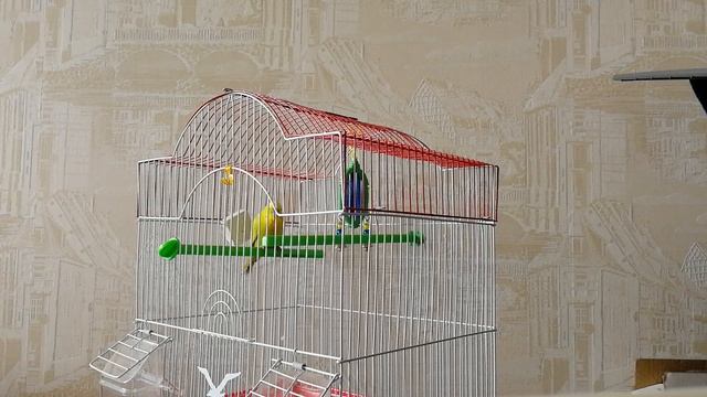 Как развеселить волнистого  попугая