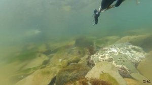 Подводная охота с пневматом на кефаль во Владивостоке. 1080