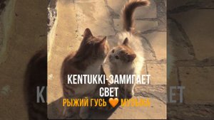 KENTUKKI-замигает свет 🧡 песня #3