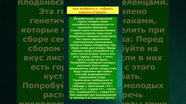 Как правильно выбрать и  собрать семена Огурцов!