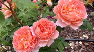 David Austin Rose - Carding Mill!