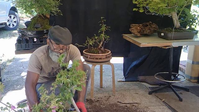 CUTTING UP A LARGE BOUGAINVILLEA (PART 2) смотреть онлайн