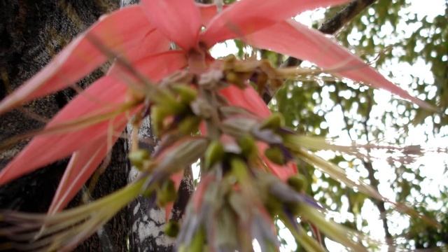 Bromeliad epiphyte, Billbergia nutans, Brazilian flora, photo gallery, смотреть онлайн