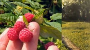 Иркэ. Кура жилэк