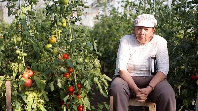 Томат Красная Стрела F1. Гибрид - легенда. Агрофирма Ильинична. Устойчивый к заболеваниям томат. смотреть онлайн