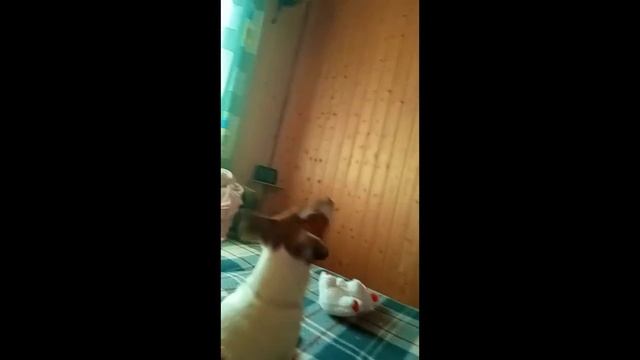 Джек-рассел-терьер Джесси