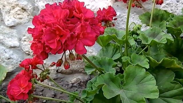Пеларгонія  Pelargonium zonale