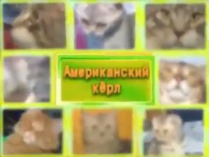 Американский керл - описание породы, характер, уход за кошкой