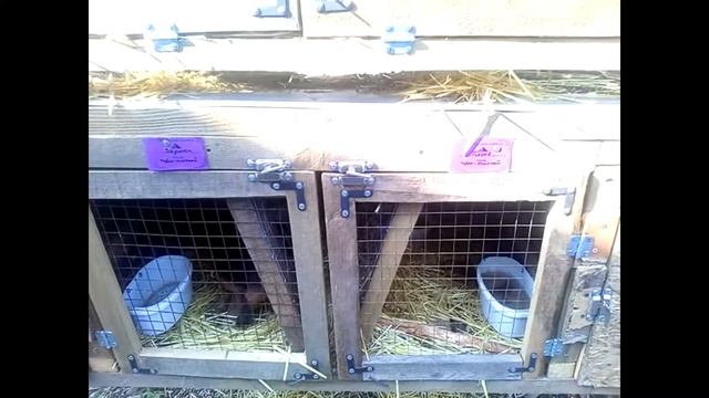 Новые имена у рыжих смотреть онлайн