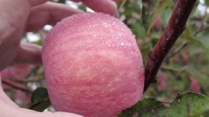 Почём вкусные фуши с дерева? Почему так дорого? Китайский яблоневый сад