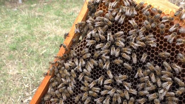 Почему матка не сеет? Что делать?