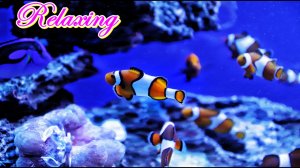 ПОДВОДНЫЙ МИР