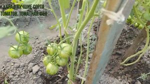 ТОМАТ АРБУЗИК Лучшие сорта томатов Томаты Арбузик полосатые томаты Полосатые помидоры